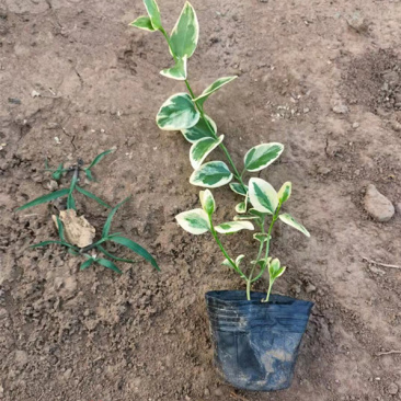 花叶蔓长春藤本植物耐寒花叶蔓基地规格齐全