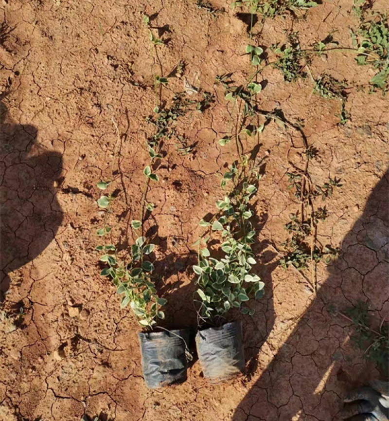 花叶蔓长春藤本植物耐寒花叶蔓基地规格齐全