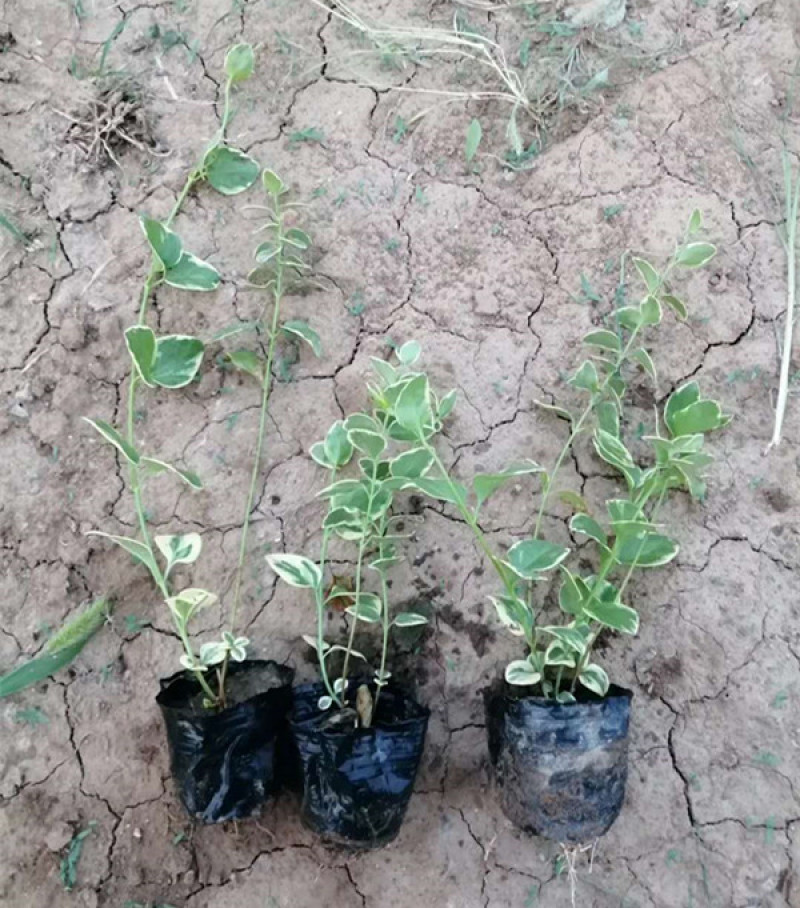 花叶蔓长春藤本植物耐寒花叶蔓基地规格齐全