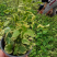 花叶蔓长春藤本植物耐寒花叶蔓基地规格齐全