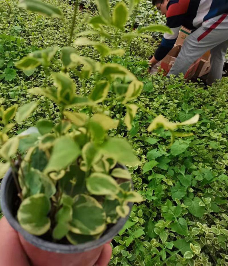 花叶蔓长春藤本植物耐寒花叶蔓基地规格齐全