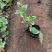 花叶蔓长春藤本植物耐寒花叶蔓基地规格齐全
