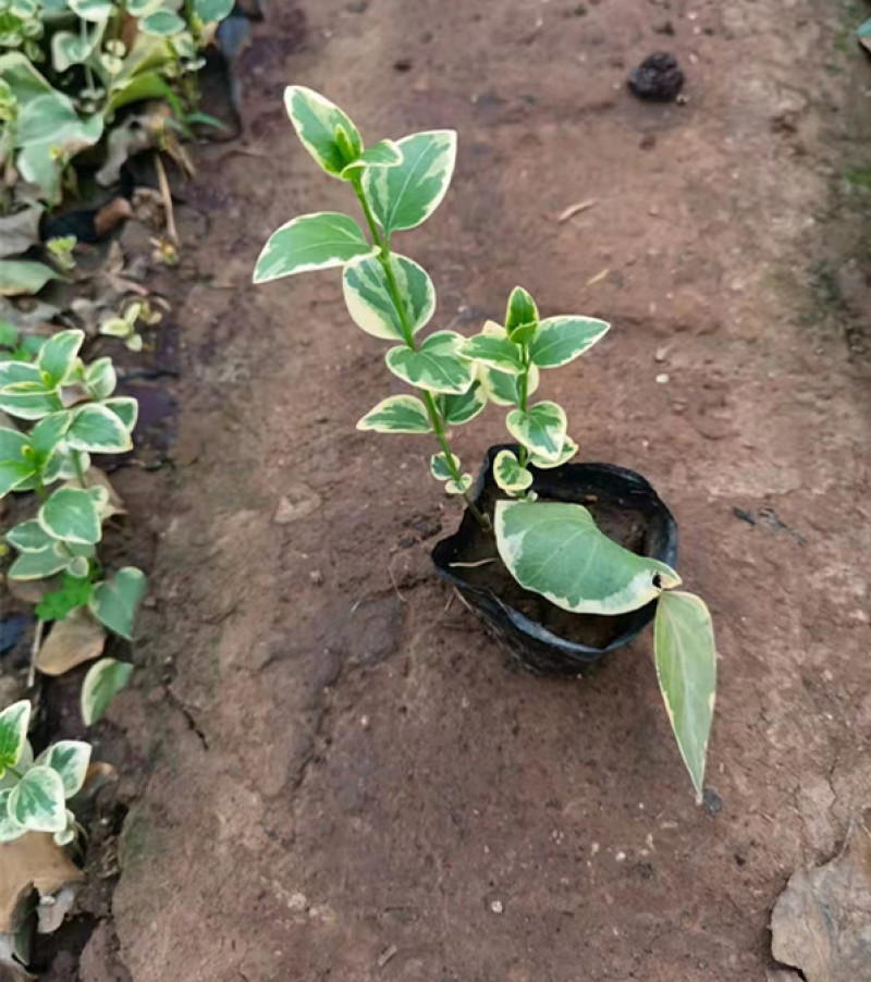 花叶蔓长春藤本植物耐寒花叶蔓基地规格齐全