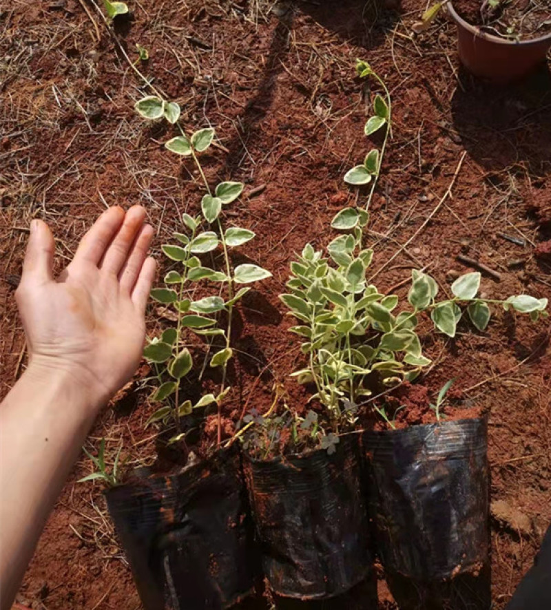 花叶蔓长春藤本植物耐寒花叶蔓基地规格齐全