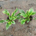 花叶玉簪价格多年生宿根草本植物玉簪基地喜肥沃