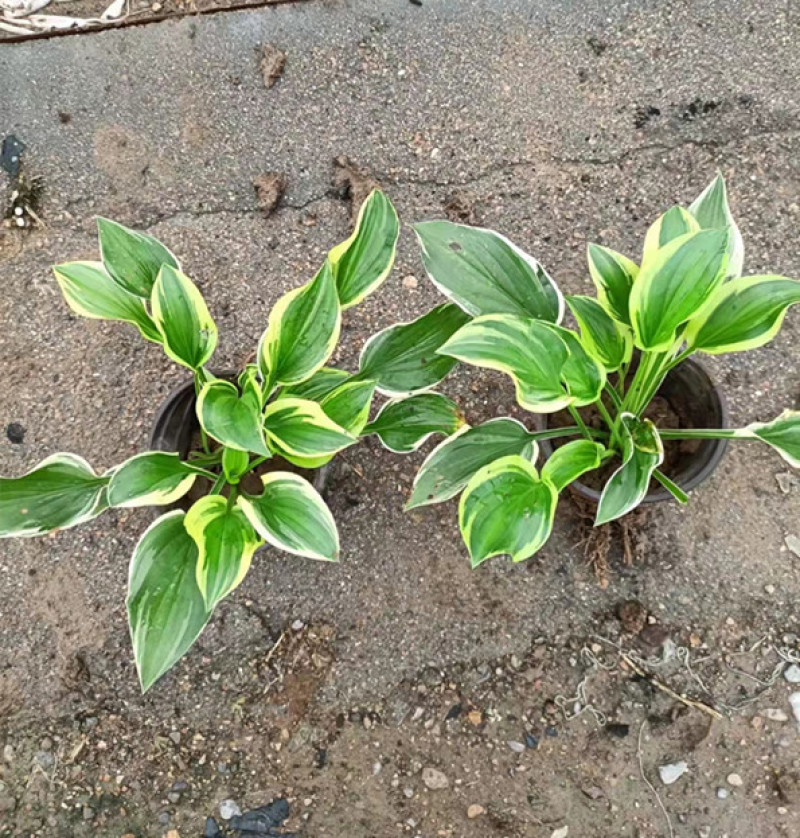 花叶玉簪价格多年生宿根草本植物玉簪基地喜肥沃