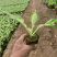 花叶玉簪价格多年生宿根草本植物玉簪基地喜肥沃
