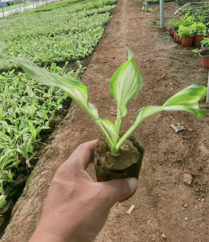 花叶玉簪价格多年生宿根草本植物玉簪基地喜肥沃