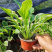 花叶玉簪价格多年生宿根草本植物玉簪基地喜肥沃