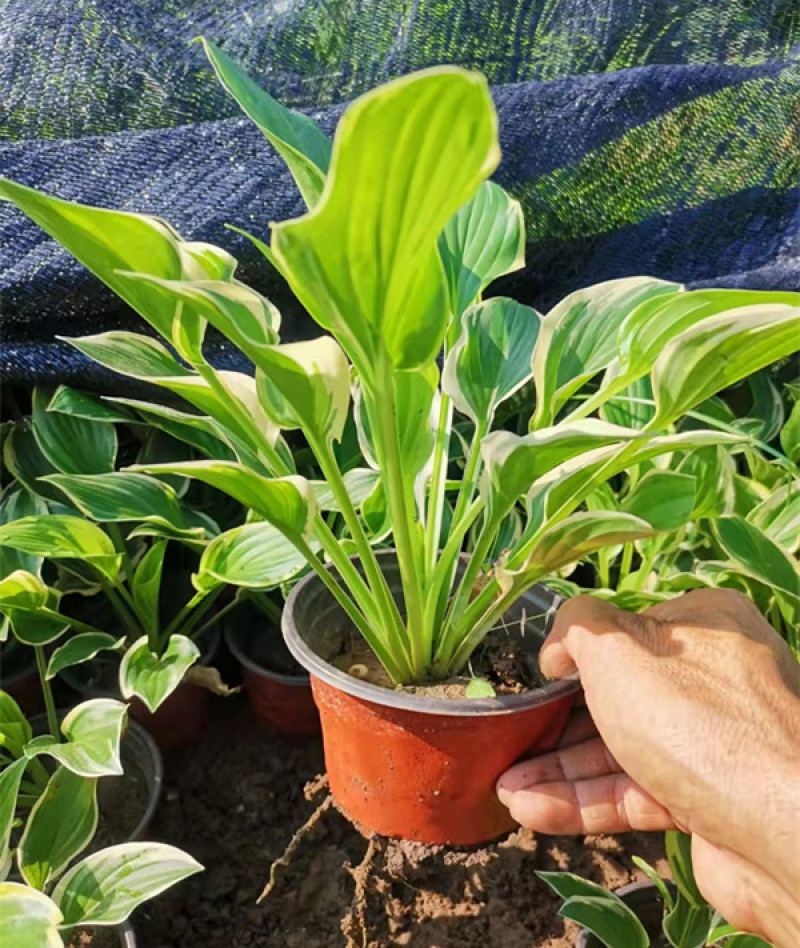 花叶玉簪价格多年生宿根草本植物玉簪基地喜肥沃