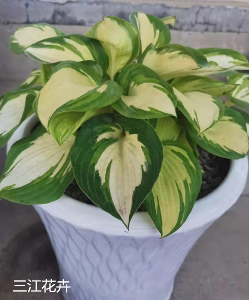 花叶玉簪价格多年生宿根草本植物玉簪基地喜肥沃