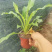 花叶玉簪价格多年生宿根草本植物玉簪基地喜肥沃