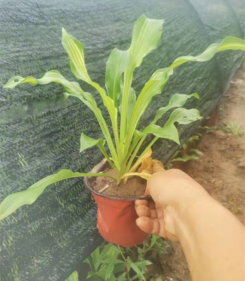 花叶玉簪价格多年生宿根草本植物玉簪基地喜肥沃