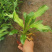 花叶玉簪价格多年生宿根草本植物玉簪基地喜肥沃