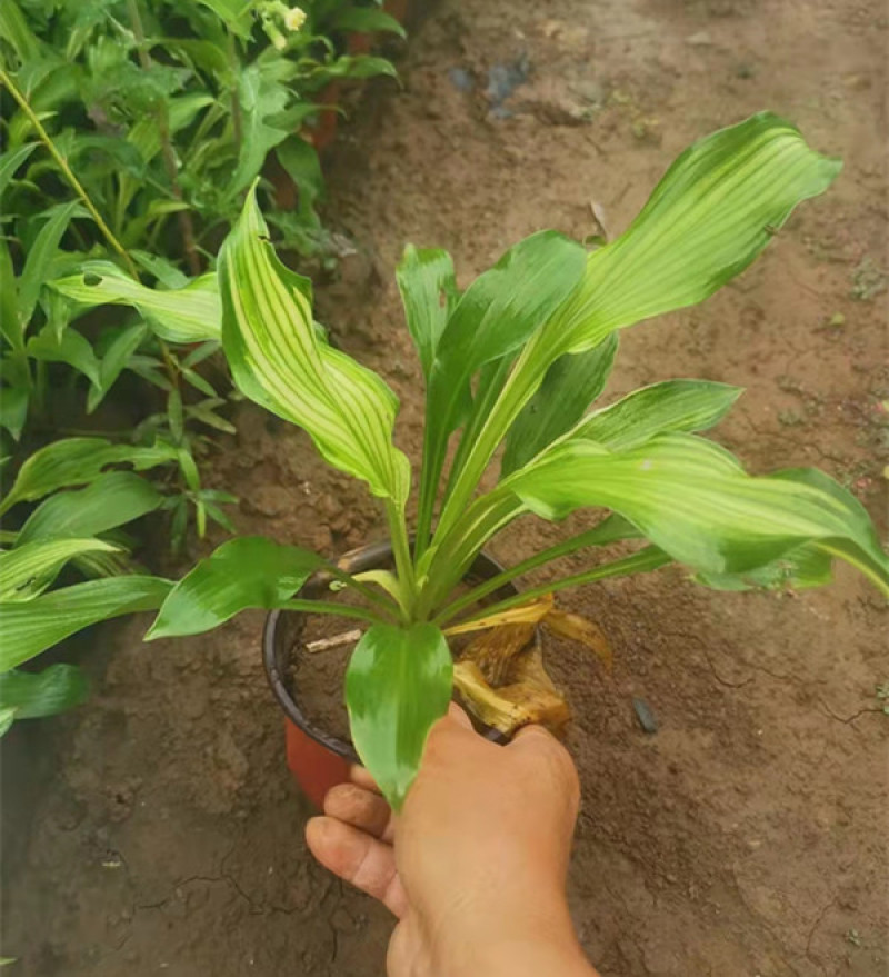 花叶玉簪价格多年生宿根草本植物玉簪基地喜肥沃