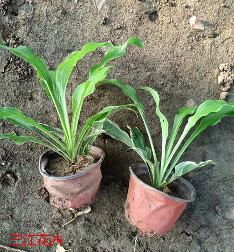 花叶玉簪价格多年生宿根草本植物玉簪基地喜肥沃