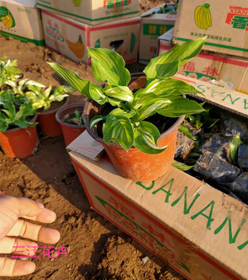 花叶玉簪价格多年生宿根草本植物玉簪基地喜肥沃