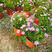 姬小菊出售四季姬小菊基地直供庭院绿植室内花卉