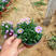 姬小菊出售四季姬小菊基地直供庭院绿植室内花卉