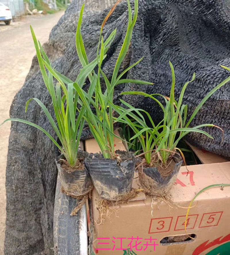金娃娃萱草货源基地花期长花色鲜艳适应性强