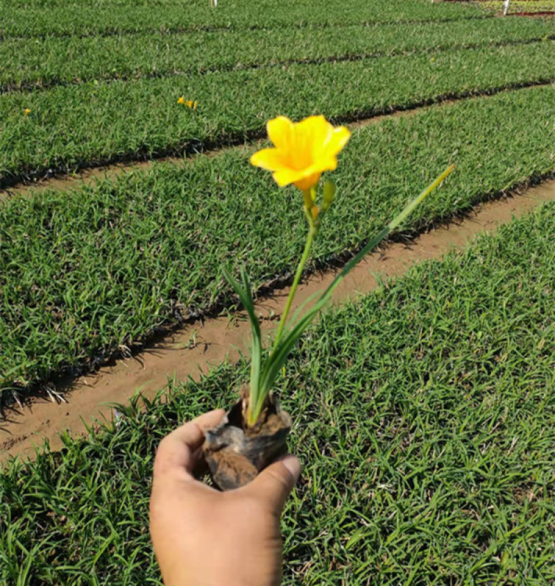 金娃娃萱草货源基地花期长花色鲜艳适应性强