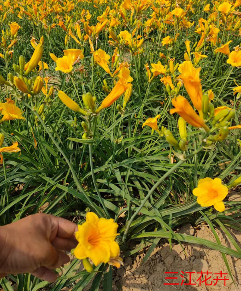 金娃娃萱草货源基地花期长花色鲜艳适应性强