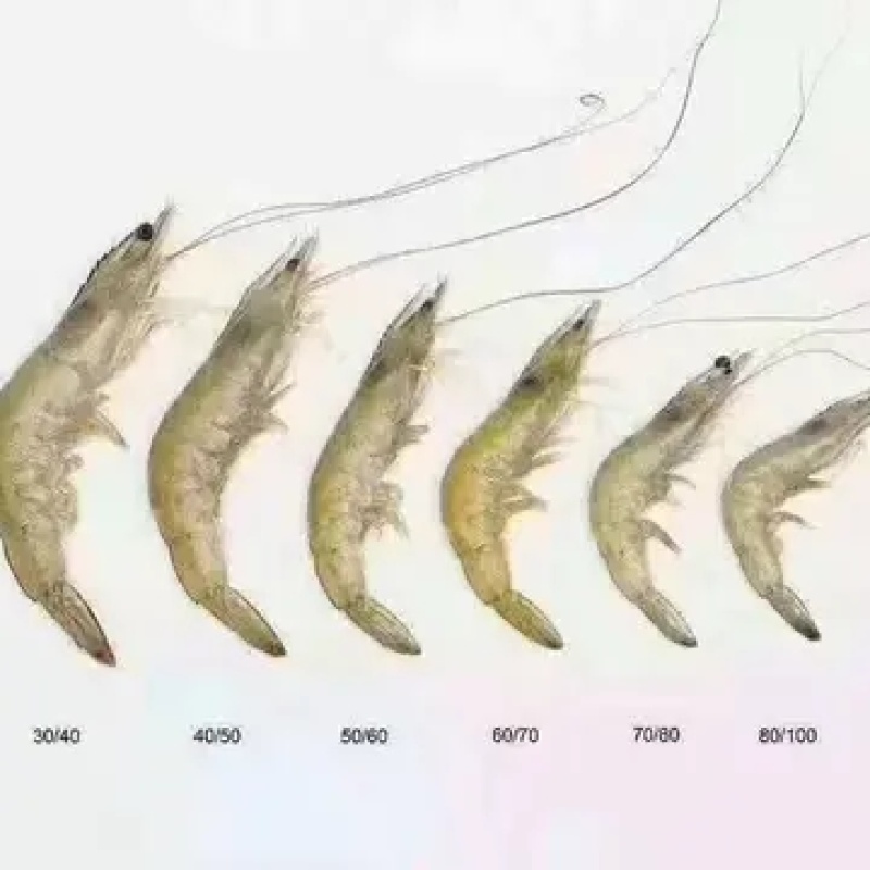 海捕大虾南美海虾活冻海洋虾对虾青虾基围虾海鲜