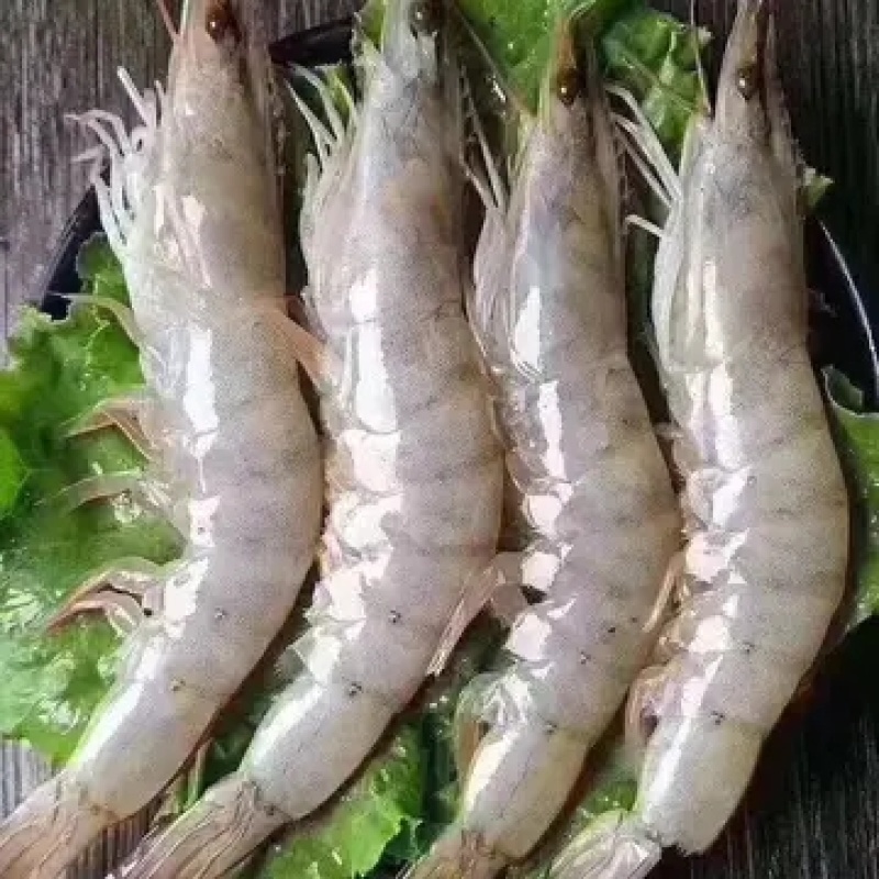 海捕大虾南美海虾活冻海洋虾对虾青虾基围虾海鲜