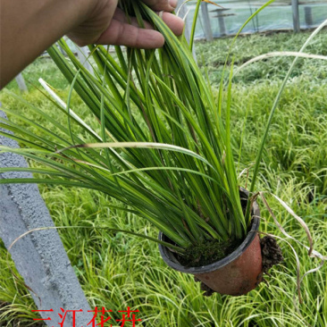 山东金叶石菖蒲栽培基地三江花卉批发金叶石菖蒲苗