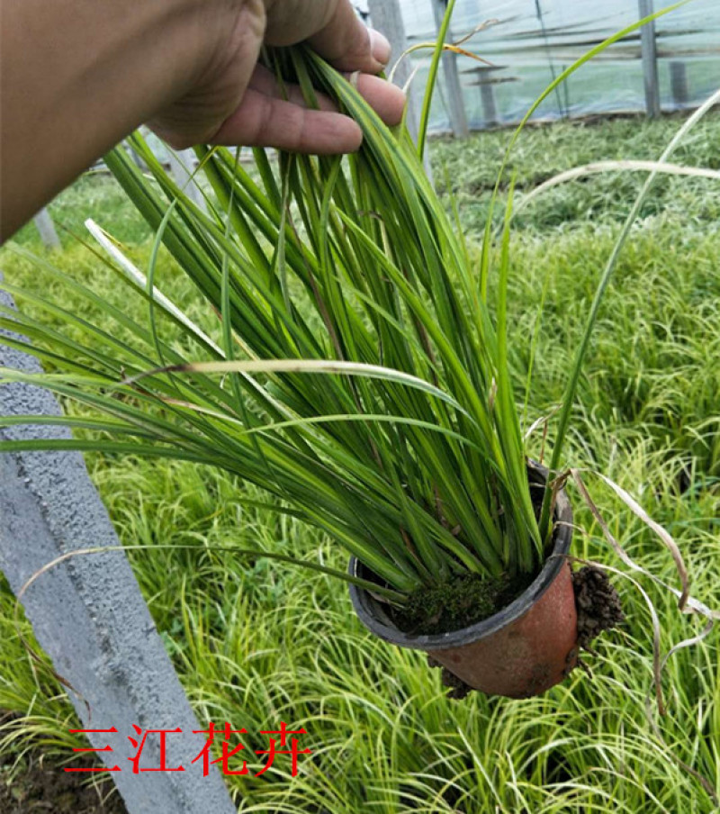 山东金叶石菖蒲栽培基地三江花卉批发金叶石菖蒲苗