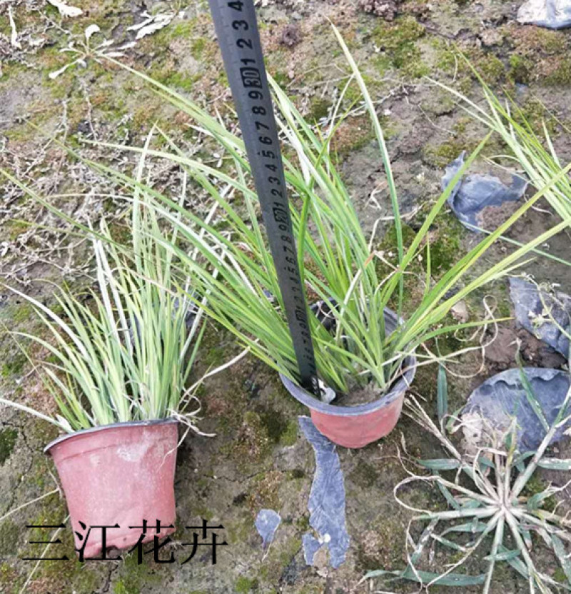 山东金叶石菖蒲栽培基地三江花卉批发金叶石菖蒲苗