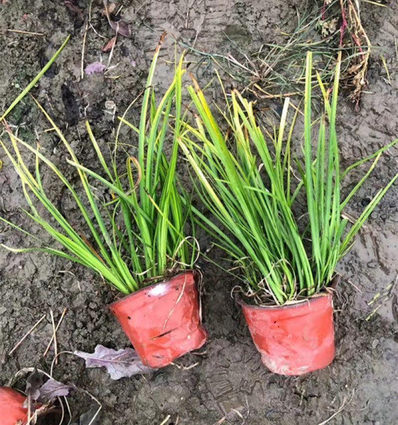 山东金叶石菖蒲栽培基地三江花卉批发金叶石菖蒲苗