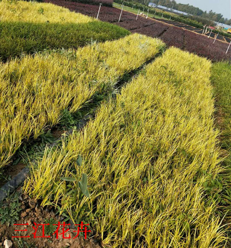 山东金叶石菖蒲栽培基地三江花卉批发金叶石菖蒲苗