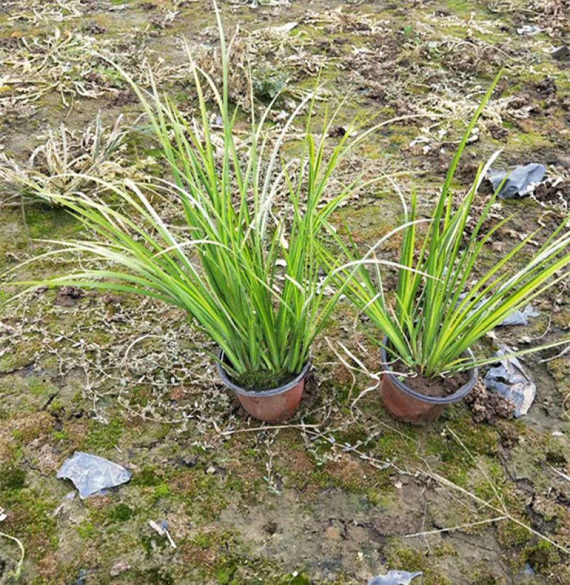 山东金叶石菖蒲栽培基地三江花卉批发金叶石菖蒲苗