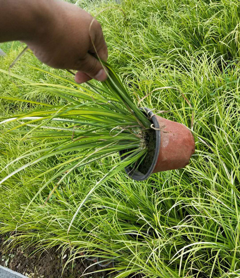 山东金叶石菖蒲栽培基地三江花卉批发金叶石菖蒲苗