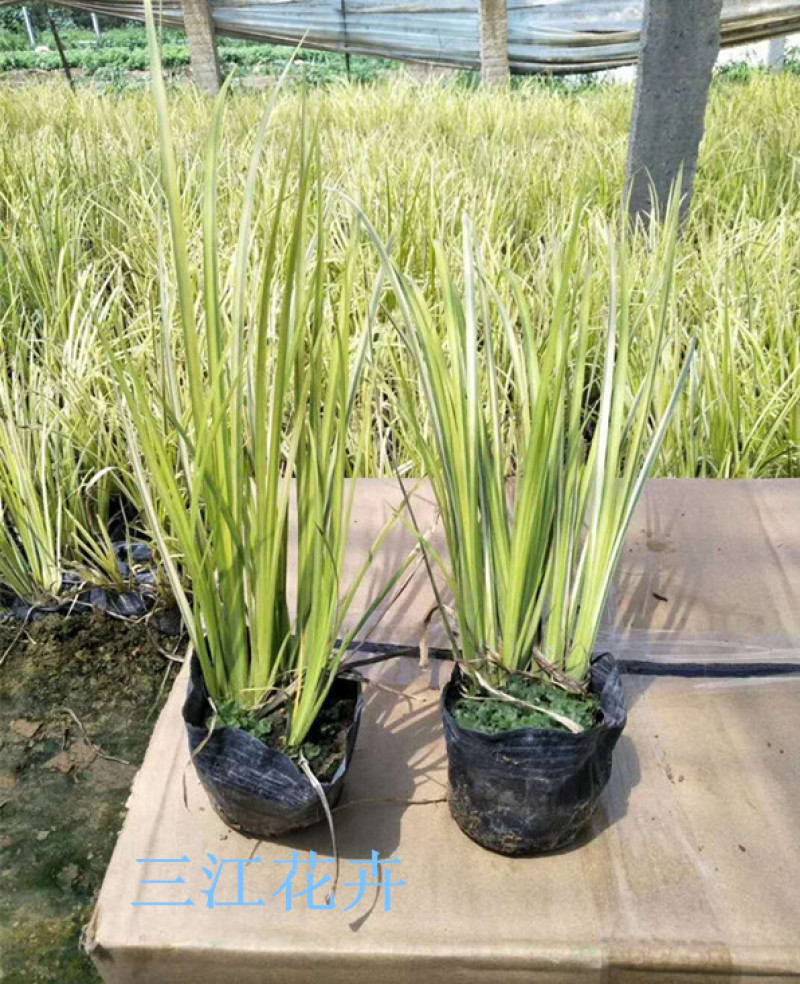 山东金叶石菖蒲栽培基地三江花卉批发金叶石菖蒲苗