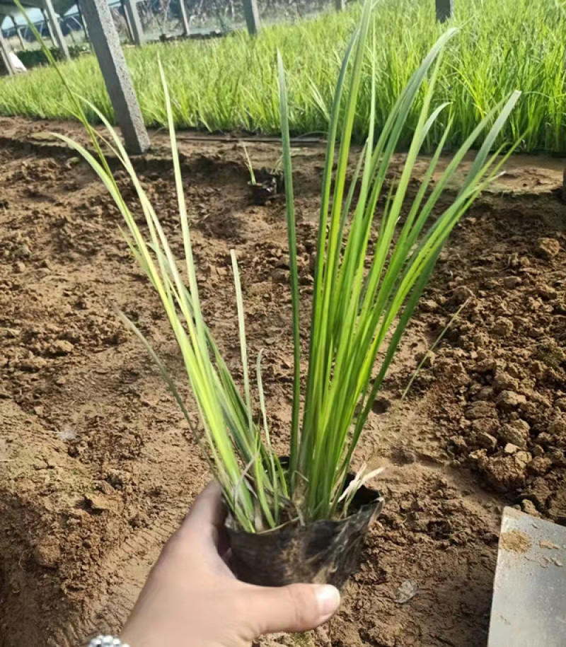 山东金叶石菖蒲栽培基地三江花卉批发金叶石菖蒲苗