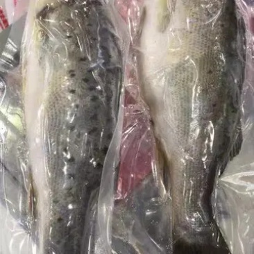 新鲜大鲈鱼花鲈鱼寨花鱼鲈板鱼海鱼海产品海鲜类水产生鲜食品