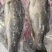新鲜大鲈鱼花鲈鱼寨花鱼鲈板鱼海鱼海产品海鲜类水产生鲜食品