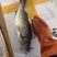 新鲜大鲈鱼花鲈鱼寨花鱼鲈板鱼海鱼海产品海鲜类水产生鲜食品