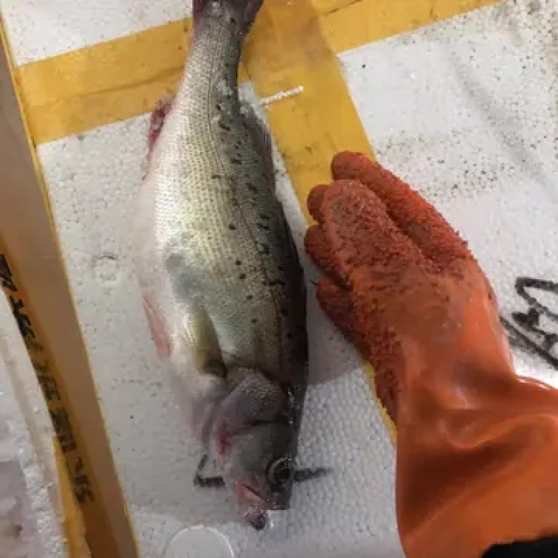新鲜大鲈鱼花鲈鱼寨花鱼鲈板鱼海鱼海产品海鲜类水产生鲜食品