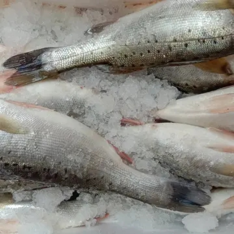 新鲜大鲈鱼花鲈鱼寨花鱼鲈板鱼海鱼海产品海鲜类水产生鲜食品
