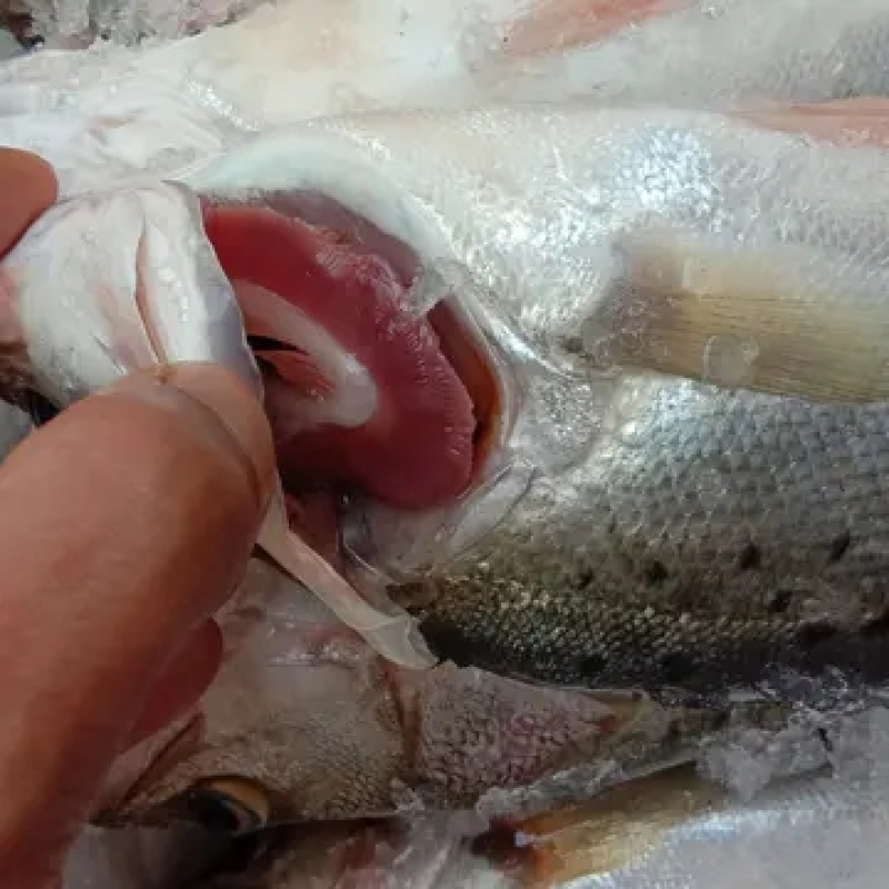 新鲜大鲈鱼花鲈鱼寨花鱼鲈板鱼海鱼海产品海鲜类水产生鲜食品