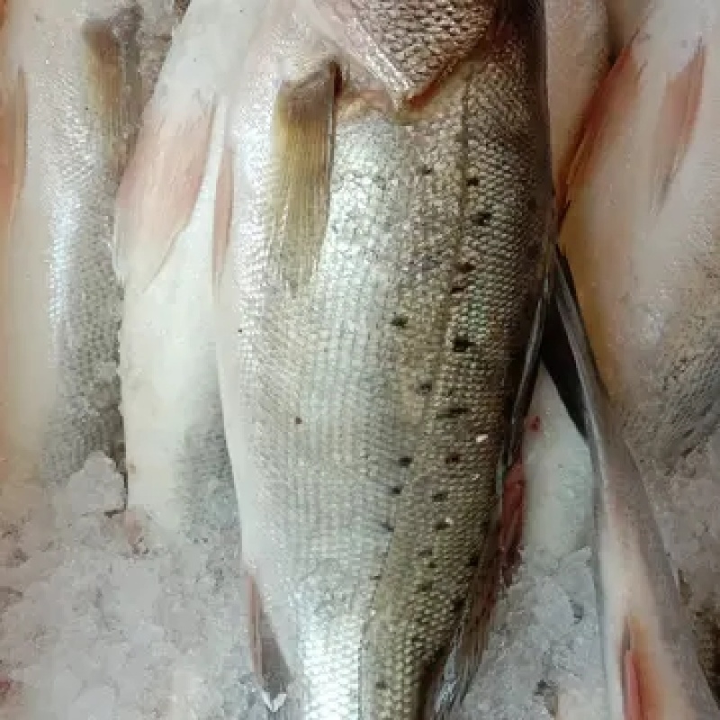 新鲜大鲈鱼花鲈鱼寨花鱼鲈板鱼海鱼海产品海鲜类水产生鲜食品