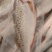 新鲜大鲈鱼花鲈鱼寨花鱼鲈板鱼海鱼海产品海鲜类水产生鲜食品