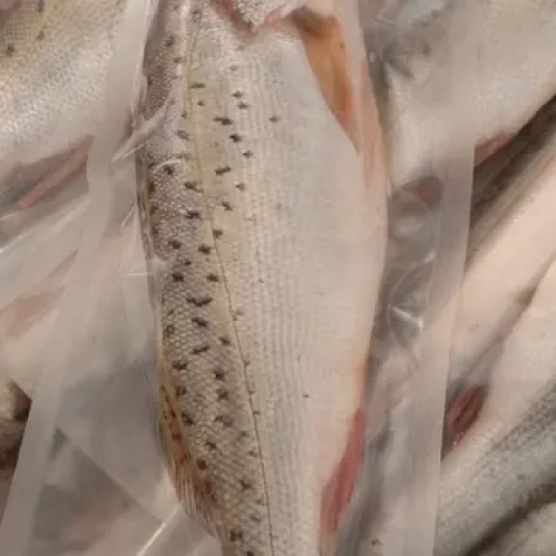 新鲜大鲈鱼花鲈鱼寨花鱼鲈板鱼海鱼海产品海鲜类水产生鲜食品