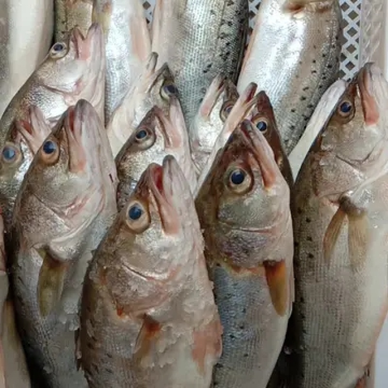 新鲜大鲈鱼花鲈鱼寨花鱼鲈板鱼海鱼海产品海鲜类水产生鲜食品