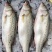 新鲜大鲈鱼花鲈鱼寨花鱼鲈板鱼海鱼海产品海鲜类水产生鲜食品