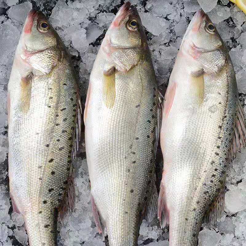 新鲜大鲈鱼花鲈鱼寨花鱼鲈板鱼海鱼海产品海鲜类水产生鲜食品
