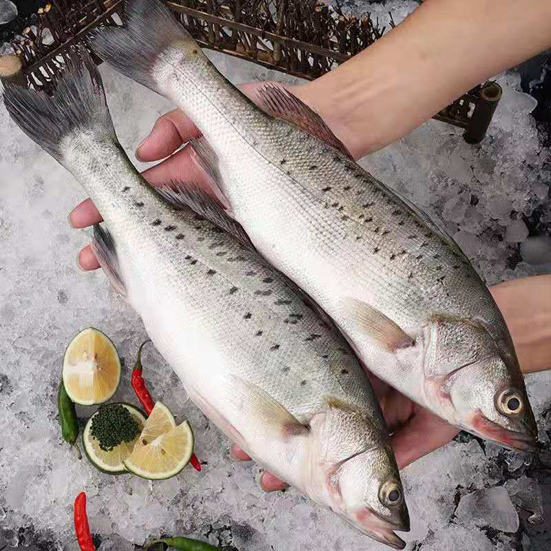 新鲜大鲈鱼花鲈鱼寨花鱼鲈板鱼海鱼海产品海鲜类水产生鲜食品